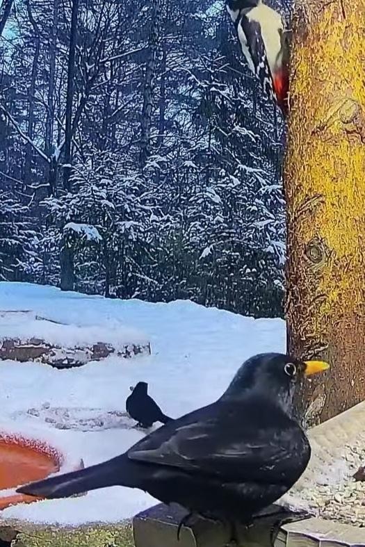 livebirdspoland_37a43245aaeaf8b966899a0bdffc09d6.jpg