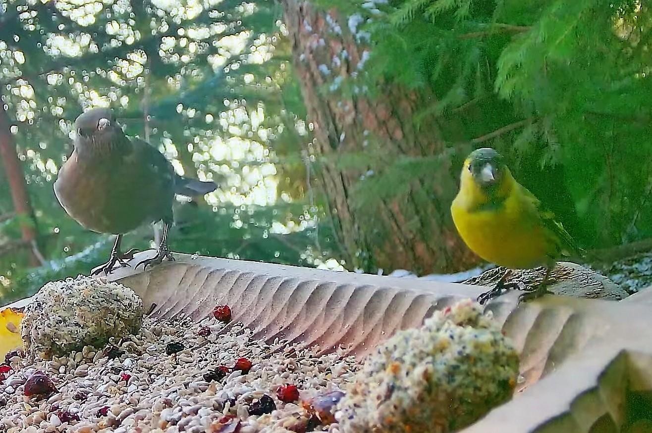 livebirdspoland_b2cf11d240196451a843d4a139b8c4b2.jpg
