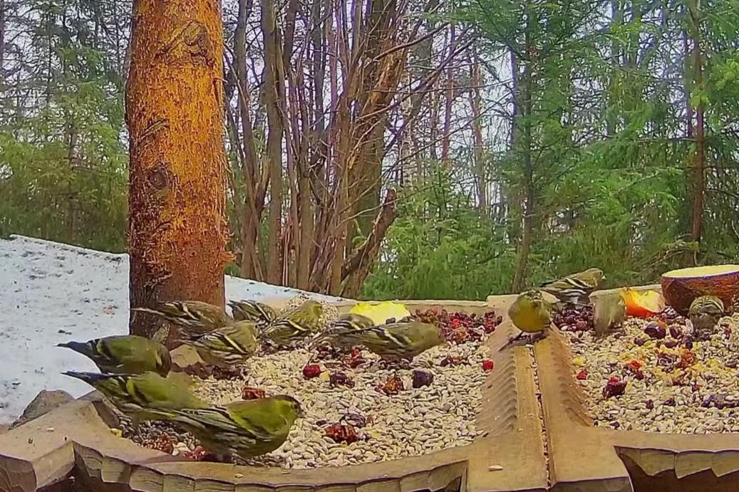 livebirdspoland_e0a9344b0708aecda95ea9199c8cefd7.jpg
