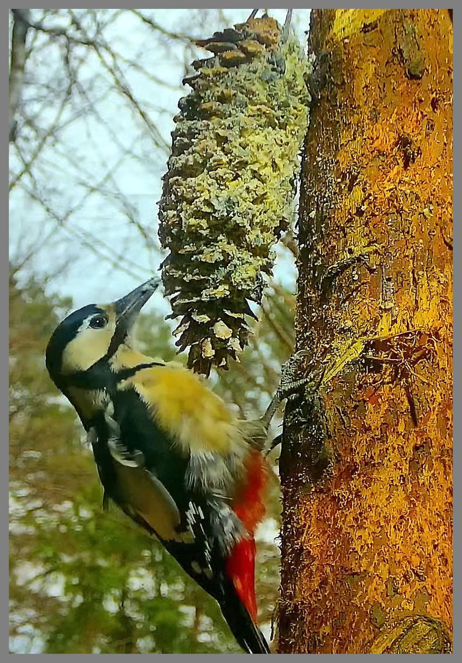 livebirdspoland_7fc871fae10527c622fe8ce4c1a3b7cd.jpg