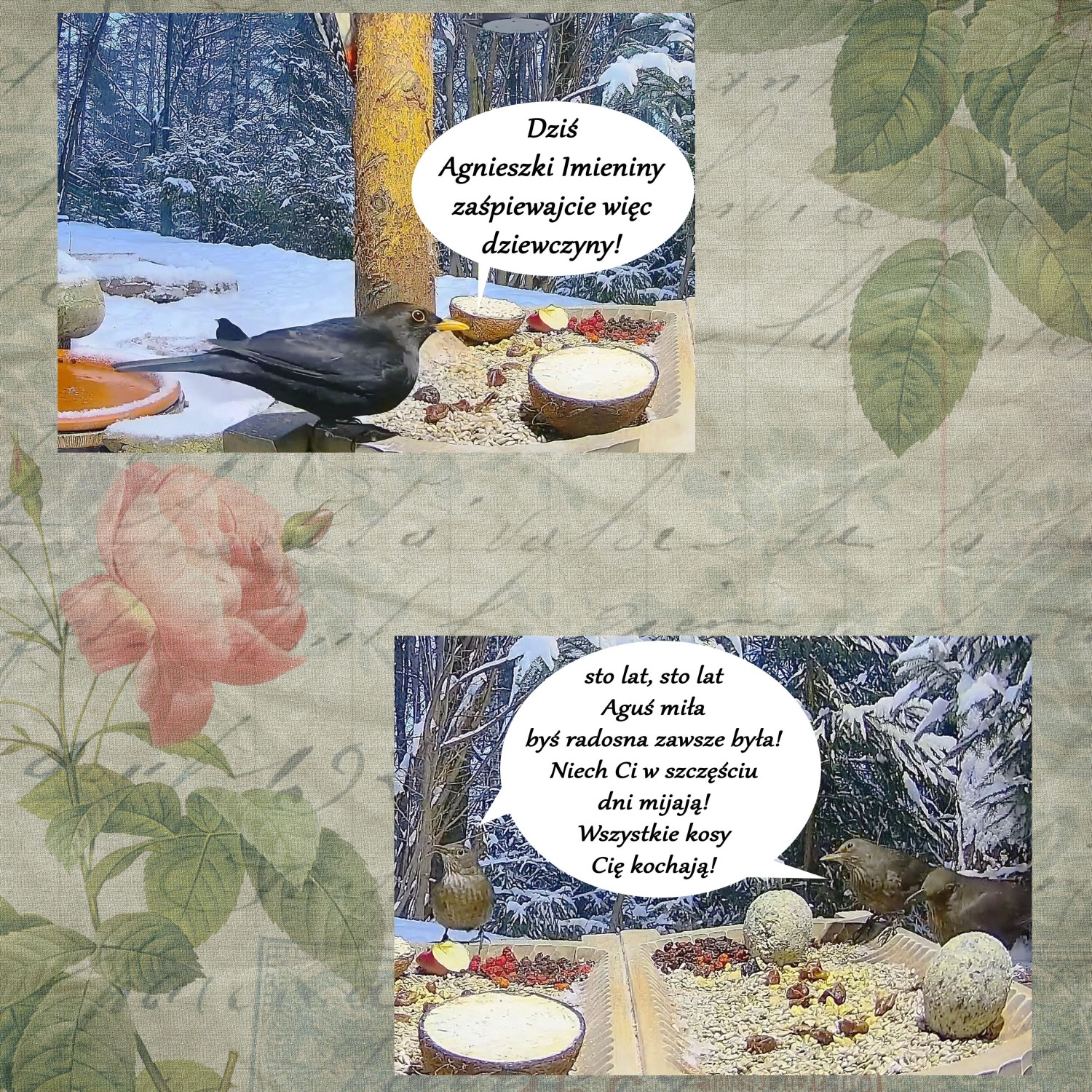 livebirdspoland_796f9f67708bfdee140ac1678cb35a69.jpg