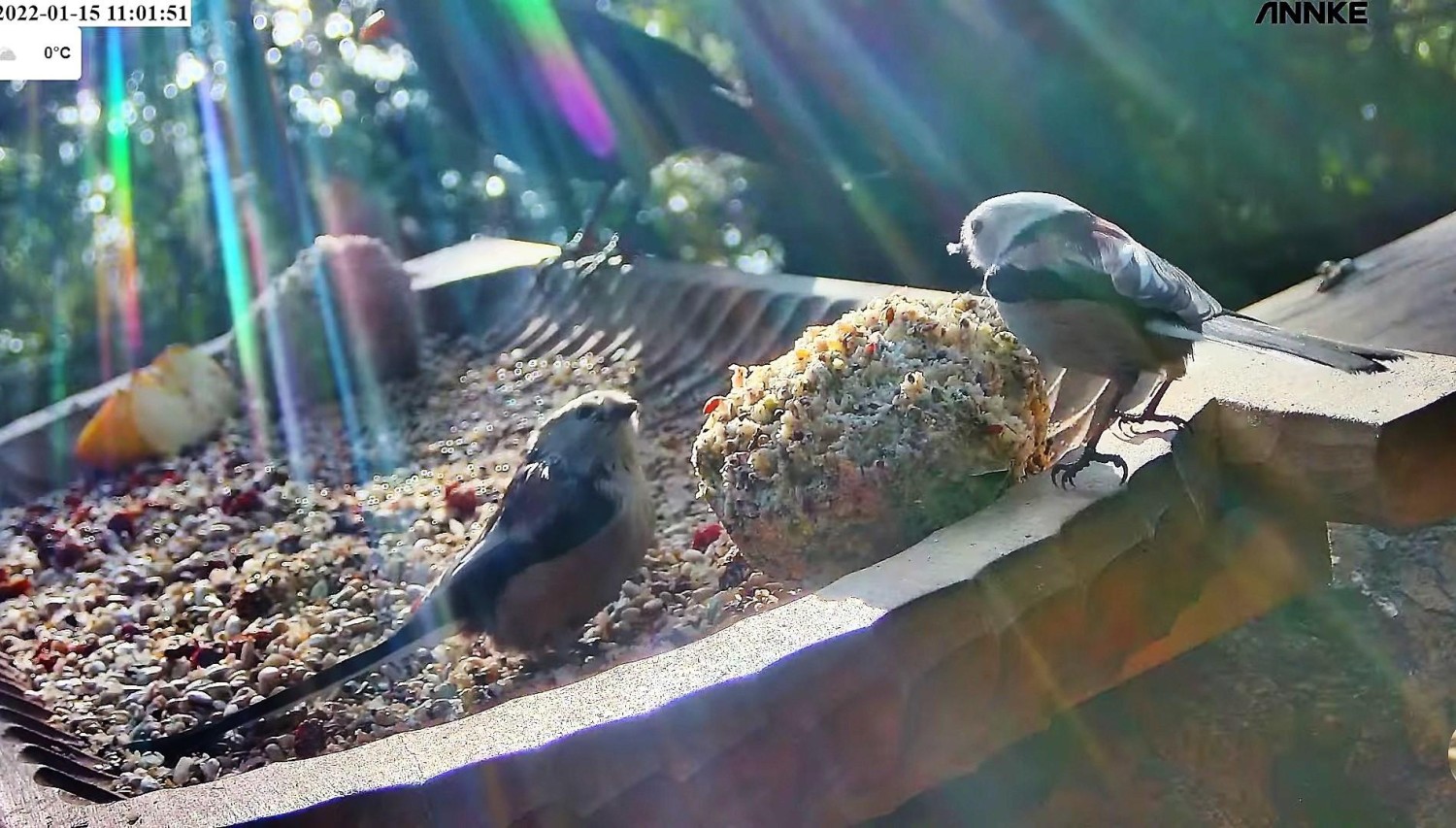 livebirdspoland_e8e761f38c6baa4f17be24f01dbf2535.jpg