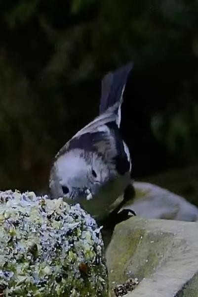 livebirdspoland_8d290dadeb107d1ec502abb41978726d.jpg