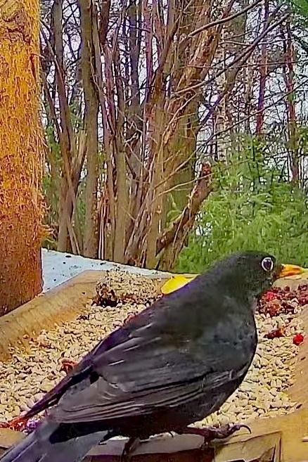 livebirdspoland_d40002b1ede701ce43661758a70339c2.jpg