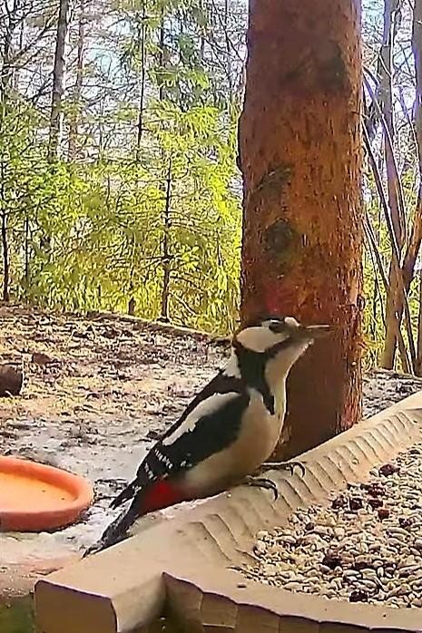 livebirdspoland_a6e4e511720b84b3a3c5472b41affd54.jpg