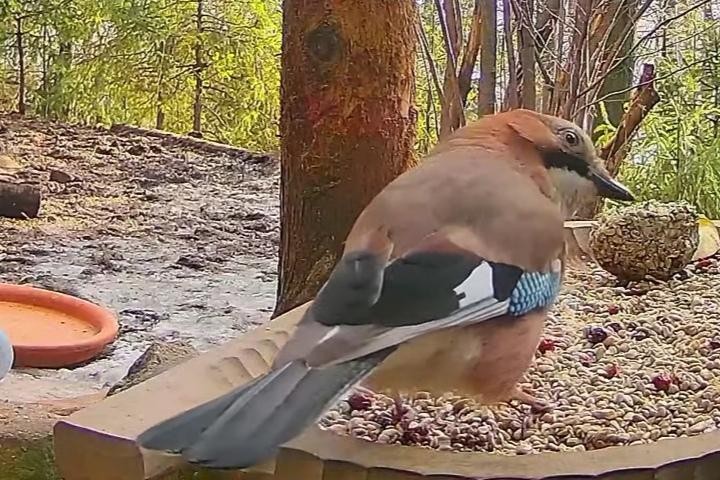 livebirdspoland_a13c5c8baff4700d9894116cdc21dea4.jpg