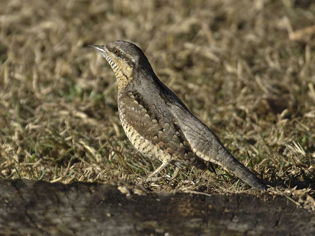 livebirdspoland_8ebf9da8783eb9c21fe6db3623ca2a61.png