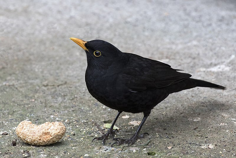 livebirdspoland_6299329338056b689768c22b39019314.png