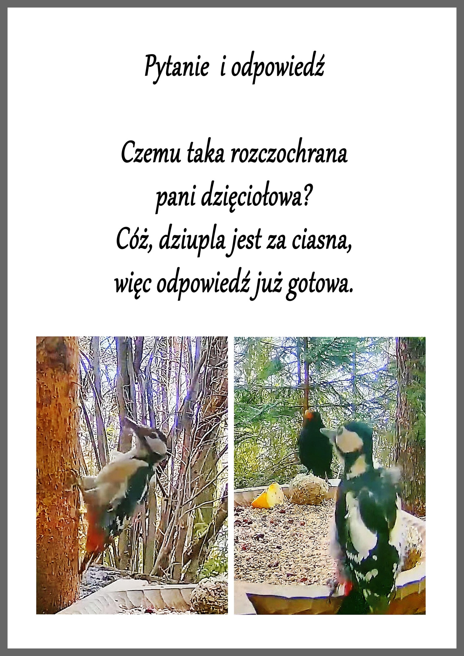 livebirdspoland_39d6dd0116e0364cd61c58a87fe057cb.jpg