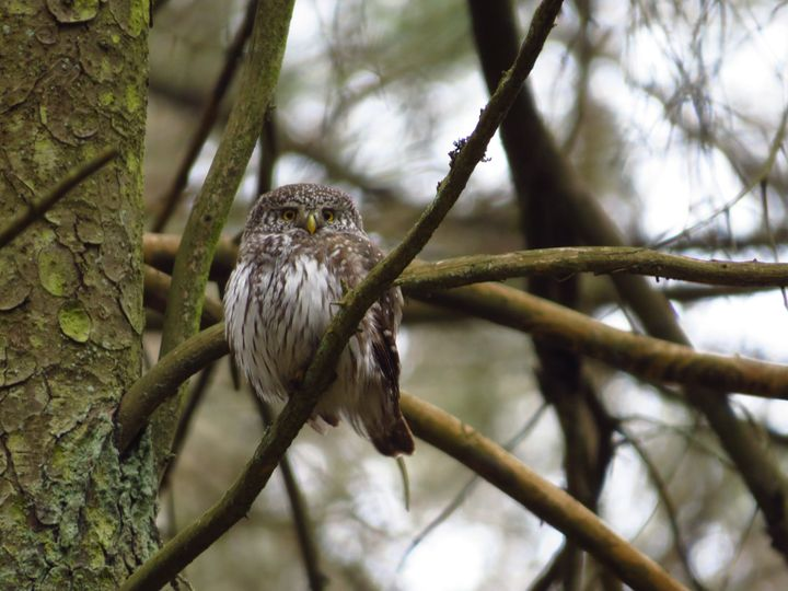 livebirdspoland_54cacd89e374ce9ac2f93876586282c2.png