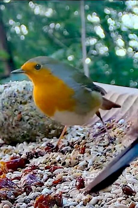 livebirdspoland_fb570df2ea299bd138dd01cc81e2a57f.jpg