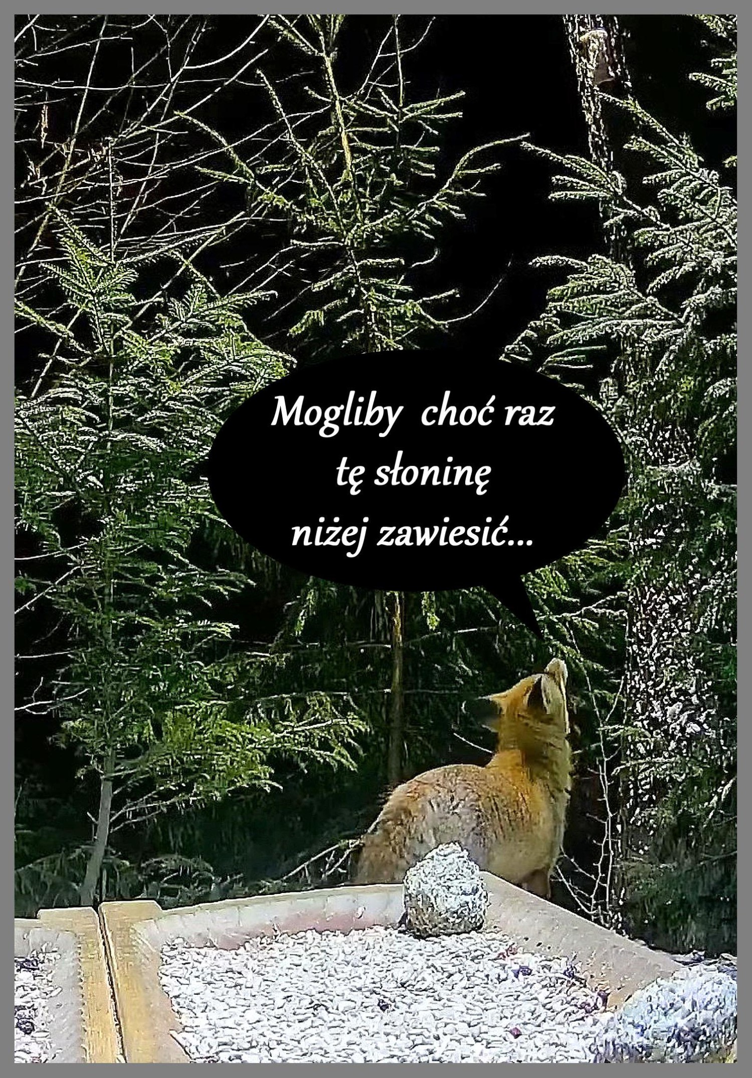 livebirdspoland_423d37909f2f8fd59fff09ad569d2943.jpg