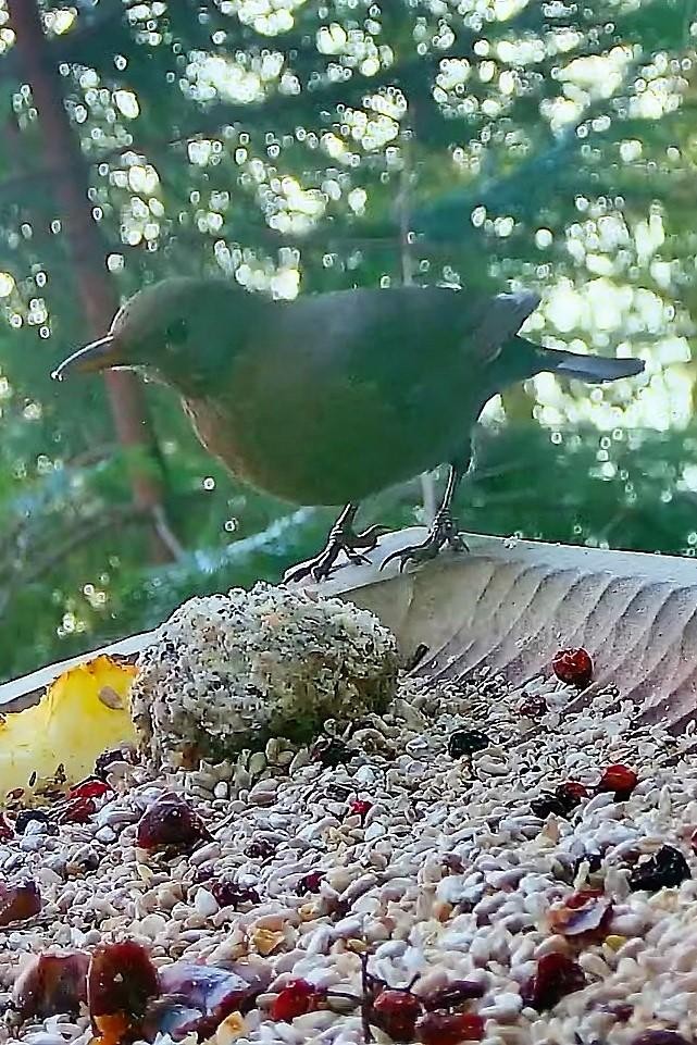livebirdspoland_cb52bd4a32e818147fb1289bdb86a747.jpg