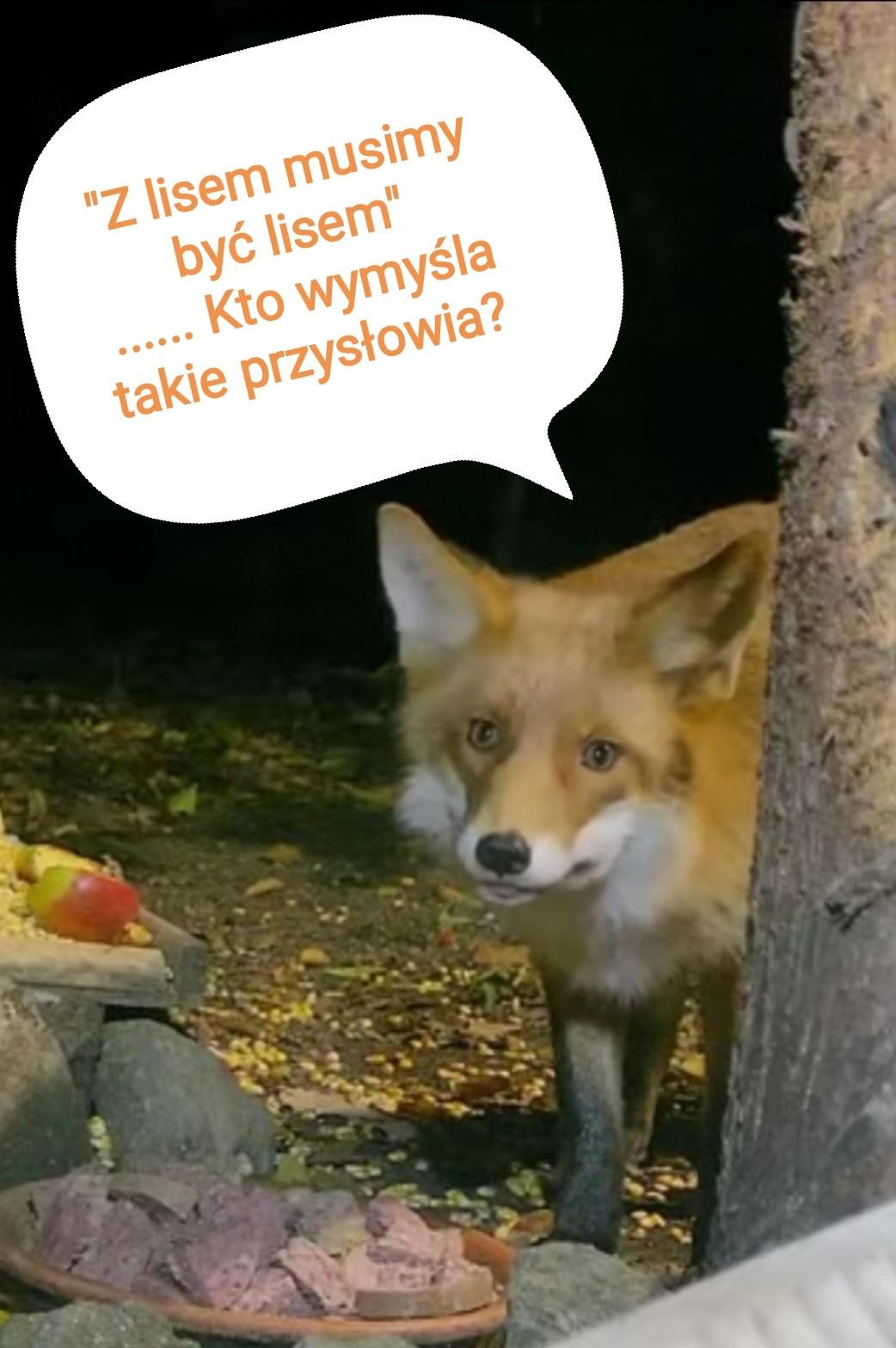 livebirdspoland_0f6552434686361777f356a1c5460d3f.jpg