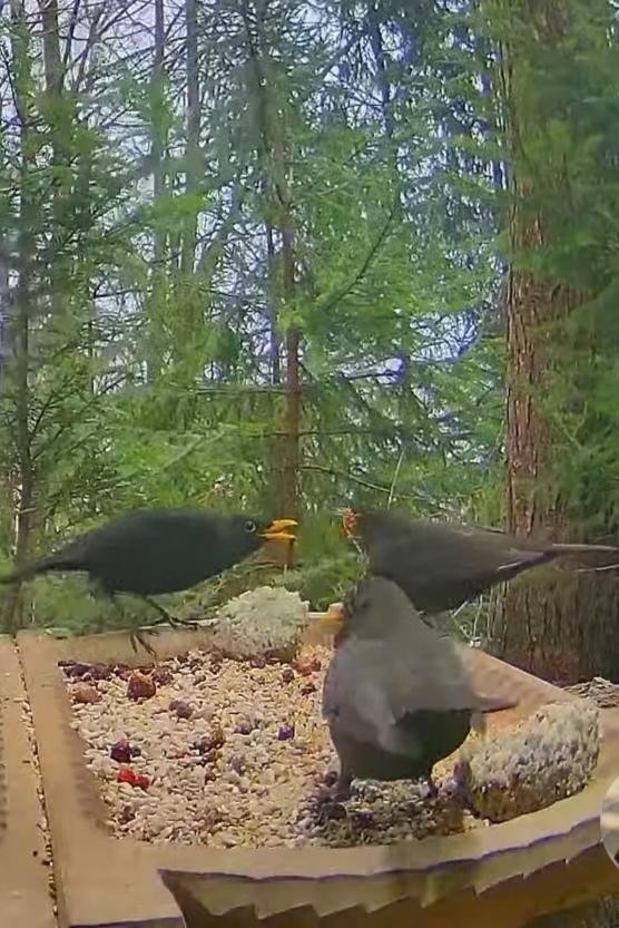 livebirdspoland_be3a63404fbb957632fd00ab8857e243.jpg