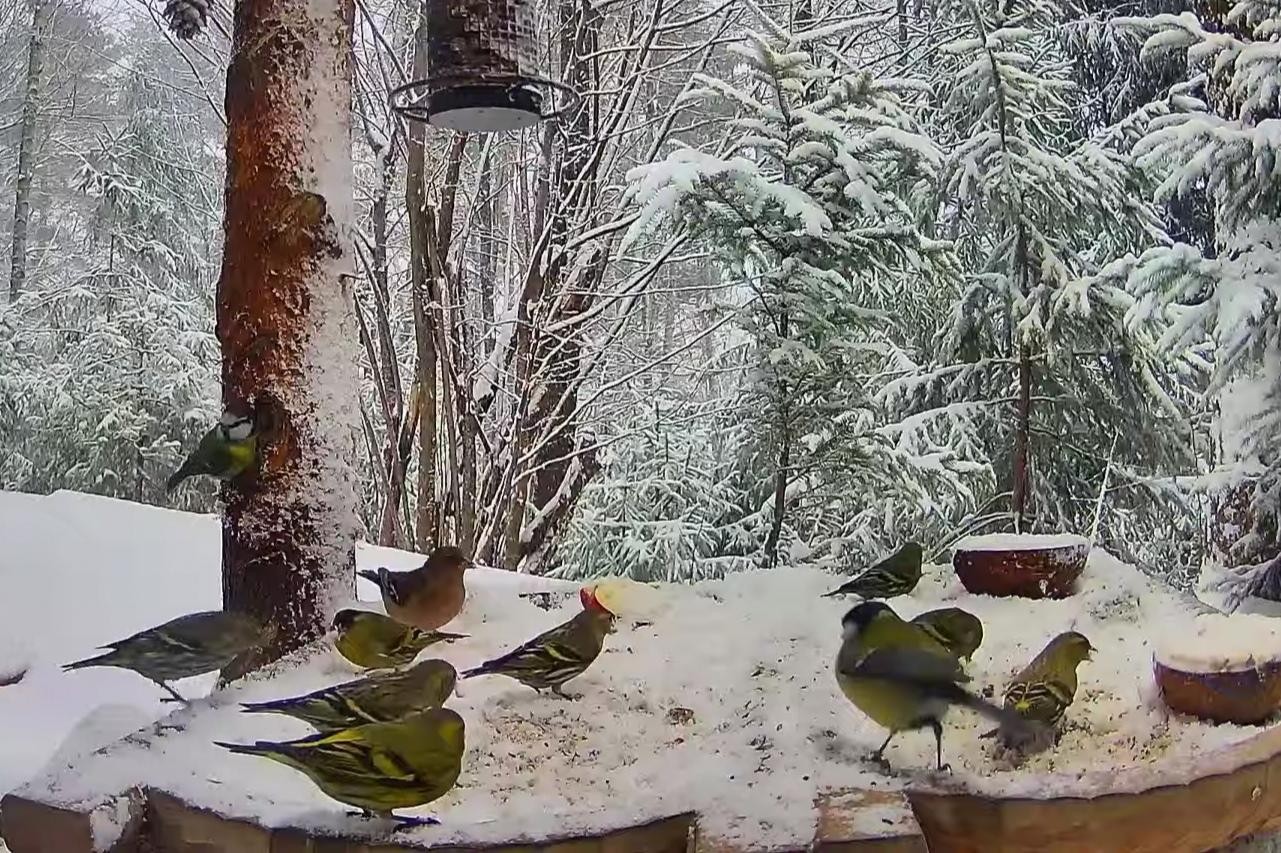 livebirdspoland_c0ba5472bd42d16ee1916f244973c3c7.jpg