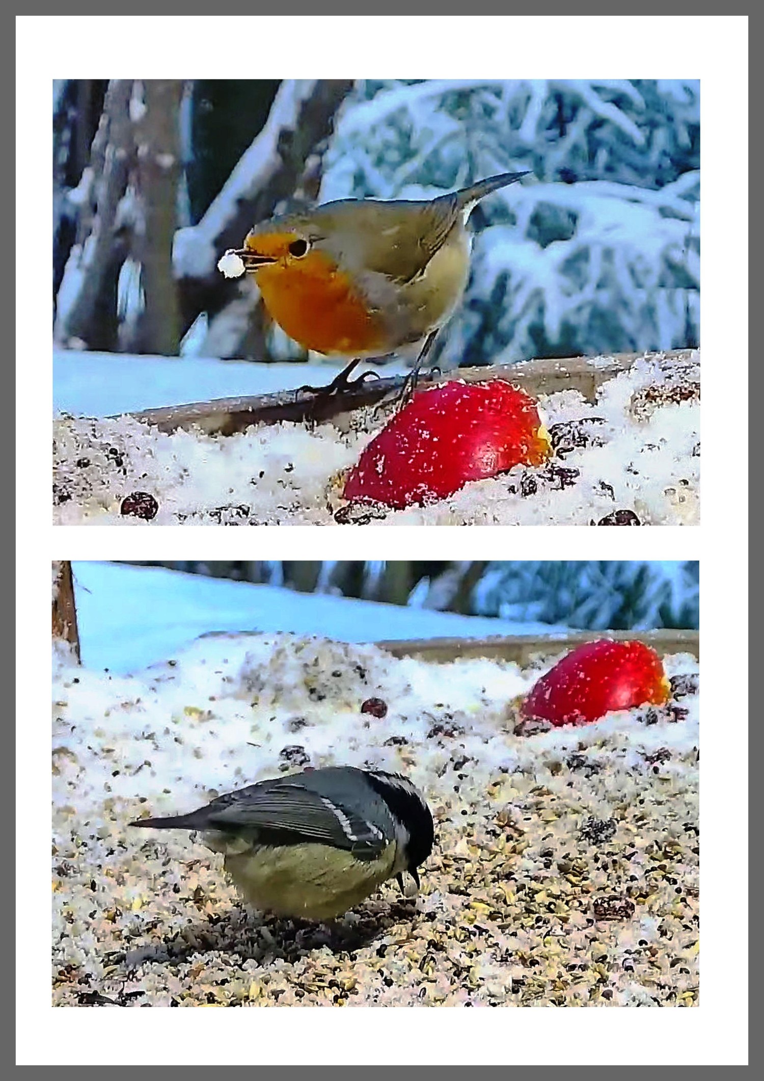 livebirdspoland_3347a5918fdd6f381383144f69d0a751.jpg