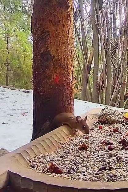 livebirdspoland_0c3e845d34f7dd7a435fca91772f4271.jpg