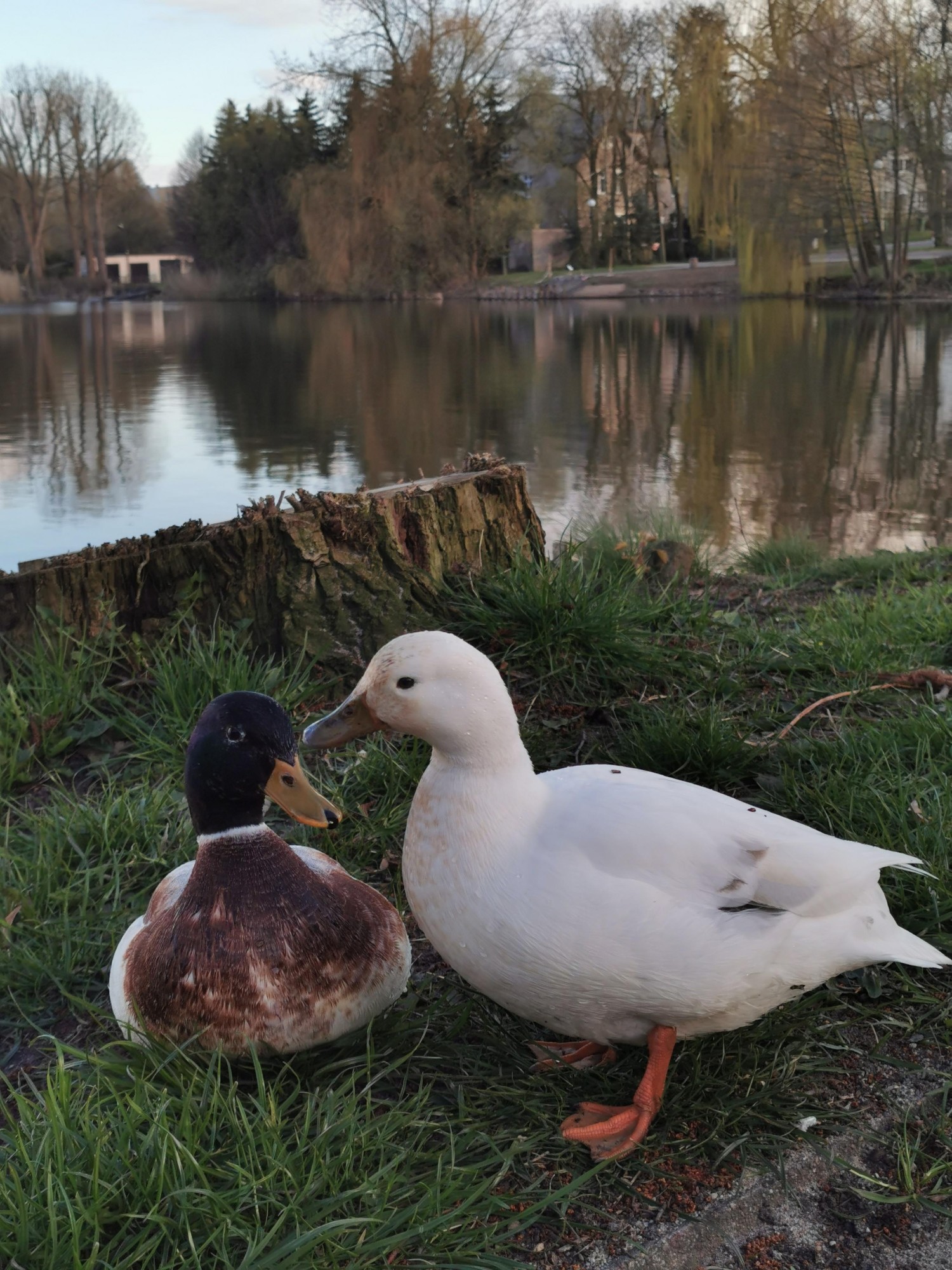 livebirdspoland_a9ce2434d9e19311c98538458bdec62a.jpg