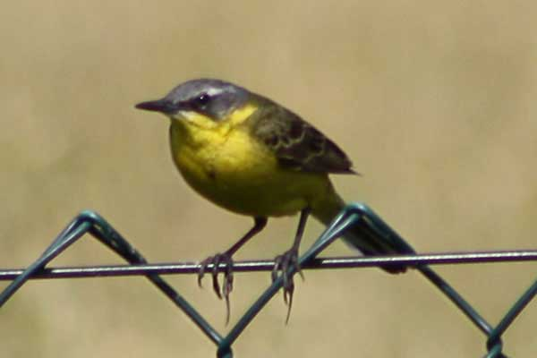 livebirdspoland_6159e54a46324dda03fef11e8df110bb.png