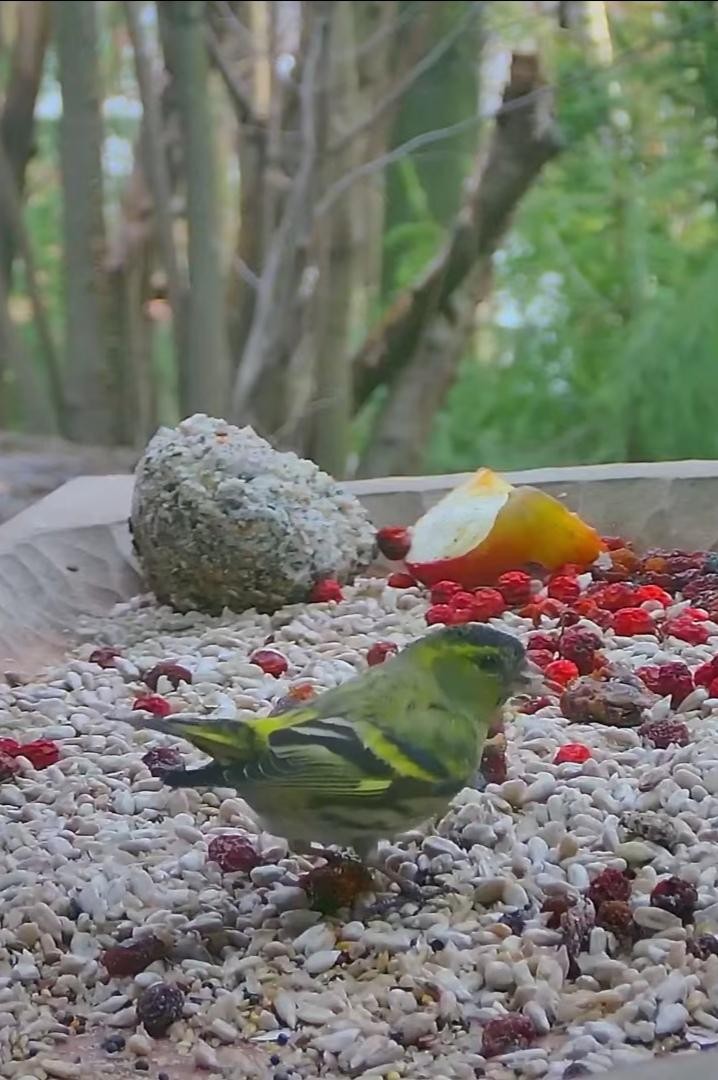 livebirdspoland_eaeb9cce885b9cf2396538da592b695d.jpg
