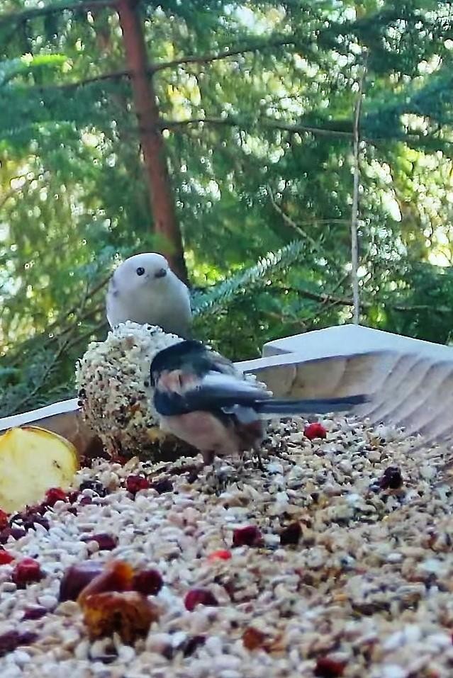livebirdspoland_490c272103568c6c583a429934f94b56.jpg