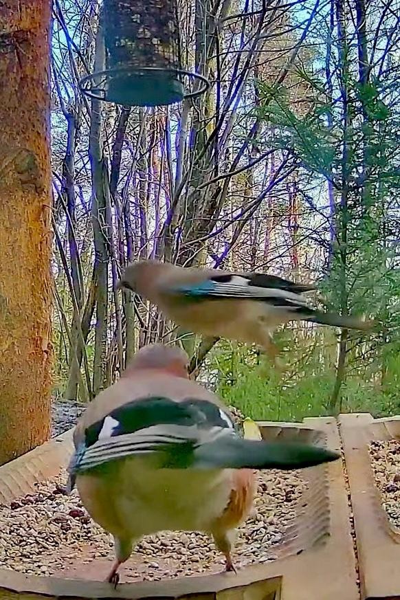 livebirdspoland_3032529d05e8c4255440bae87c781a2a.jpg