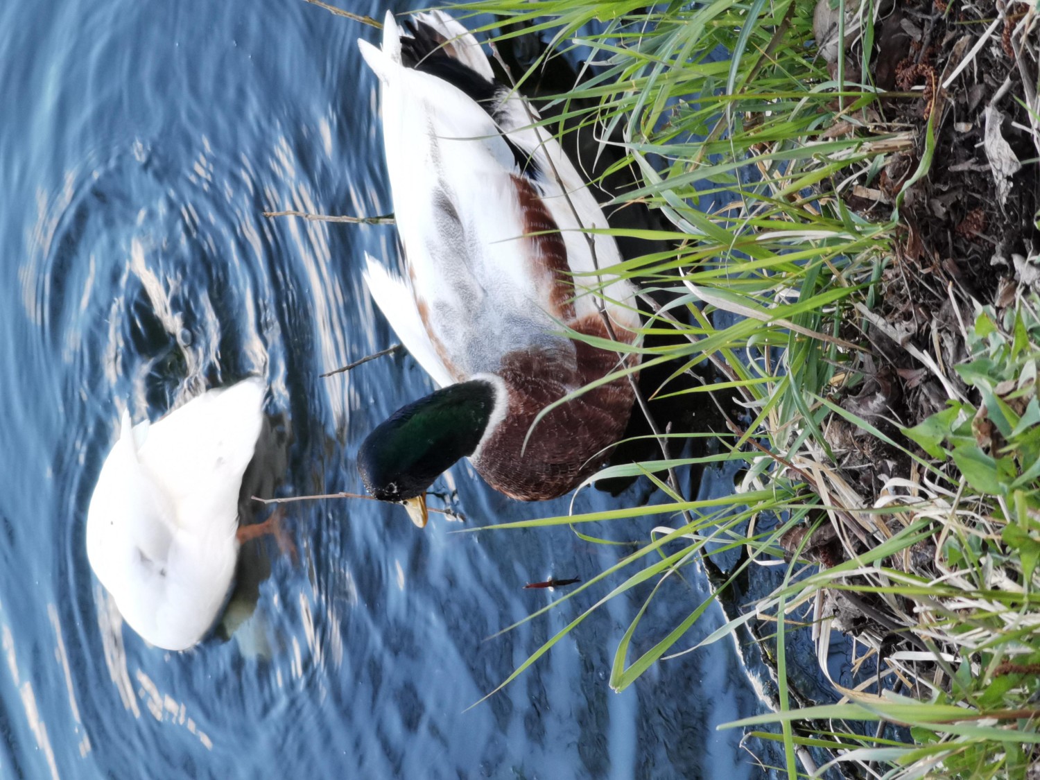 livebirdspoland_9ab9933e7c7a180732792cd169a5c2f0.jpg