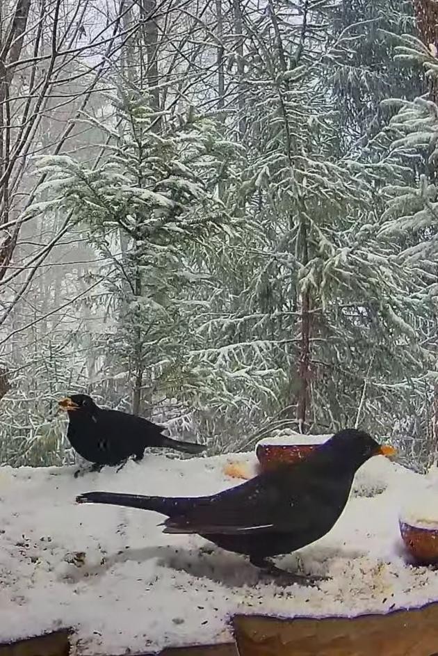 livebirdspoland_26218af5239286d3ea75a0dce83fdfba.jpg