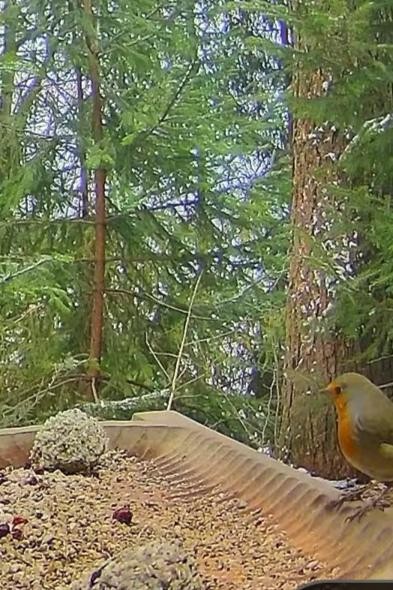 livebirdspoland_5746f184b8499d5d0facb4a77717a071.jpg