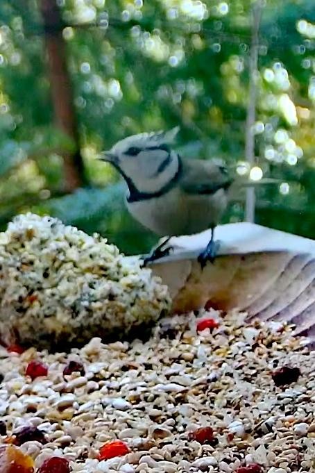 livebirdspoland_0de09fba65935341b2085a7b44c5f8f0.jpg