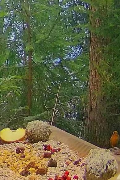 livebirdspoland_fea3ae322203c104b0d73676696e75f7.jpg