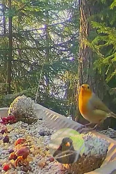 livebirdspoland_3fb88e88769807f6834077821d744c55.jpg