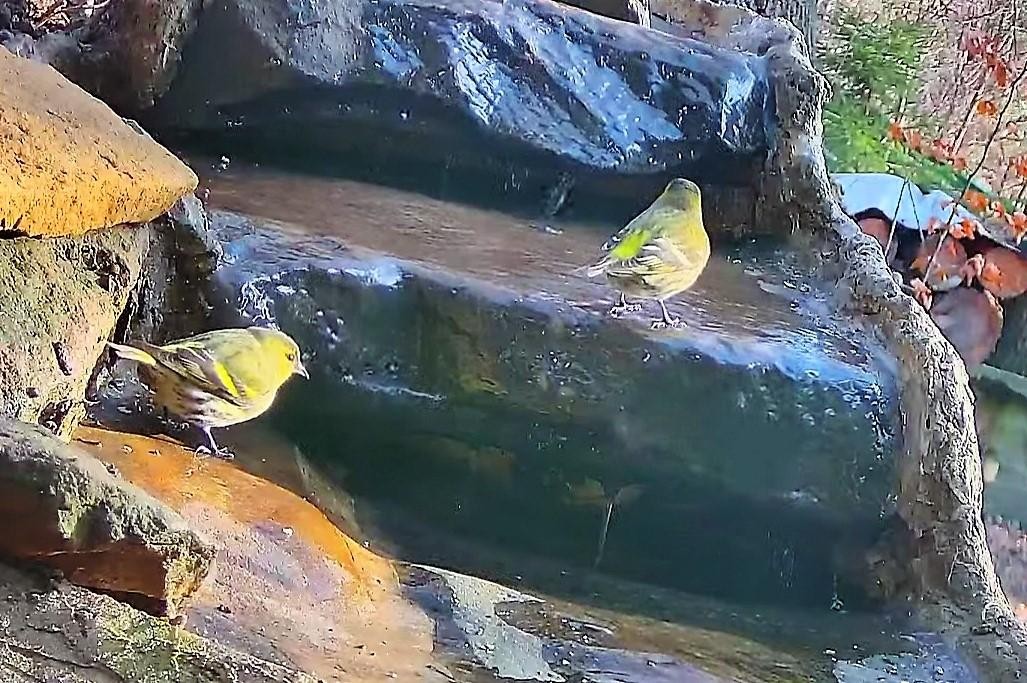 livebirdspoland_ece7bb79b510ecf73fcc5d74ad9a1d54.jpg