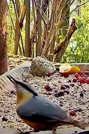 livebirdspoland_b3baacc9a6efa528c5c727f93ef50c88.jpg