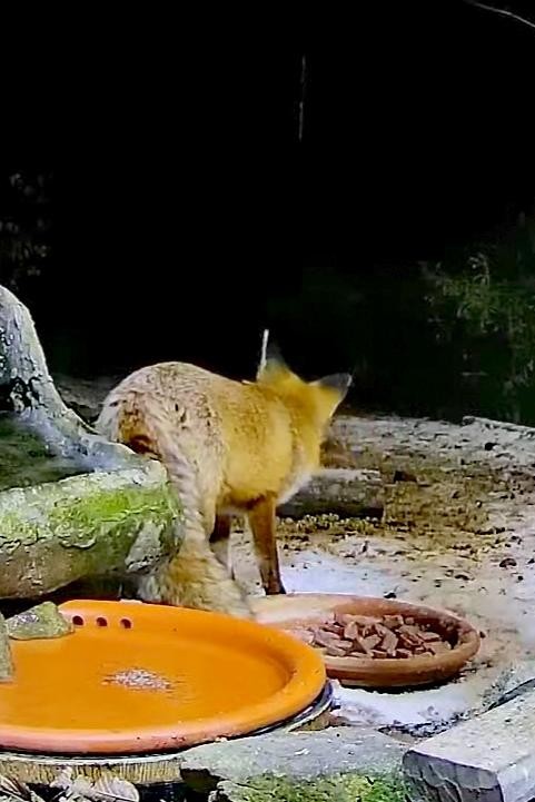 livebirdspoland_b8c3194d5a6b41d6d60019b748553b47.jpg