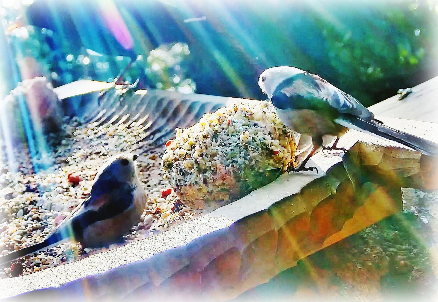 livebirdspoland_03079bac62657b0796788ac2c1f92ca7.jpg