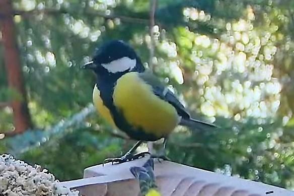 livebirdspoland_8dda7862e21afd34b606161e92e45f50.jpg