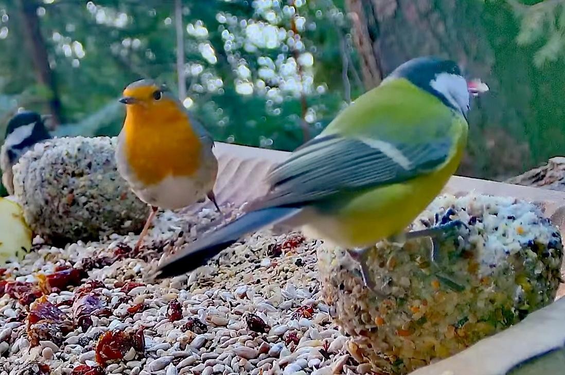 livebirdspoland_d8ba599ff7f6be62ffd8ceadbaa7d79e.jpg
