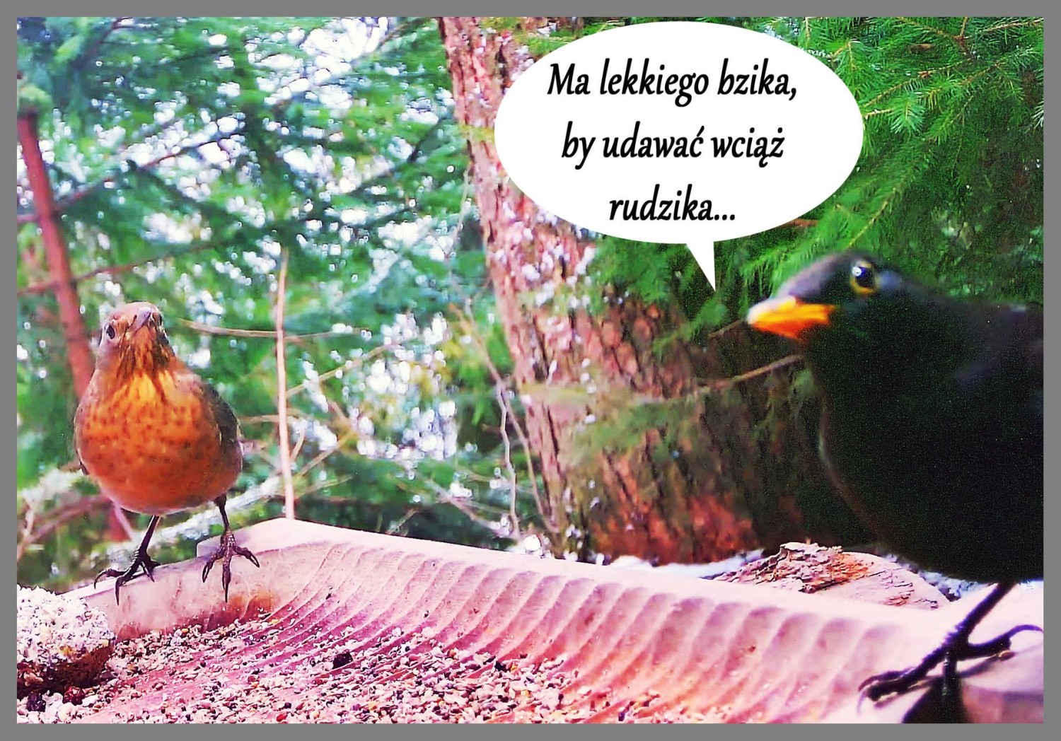 livebirdspoland_127e7b897947da89c676204b086c58a5.jpg