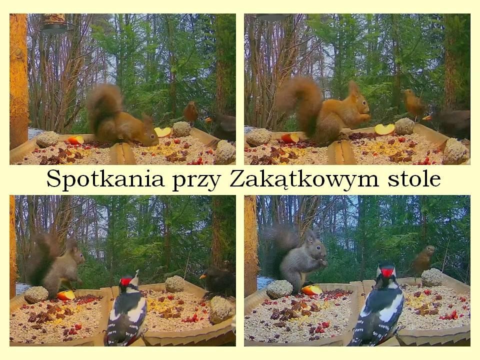livebirdspoland_498bd199e0b6a03365ae8d8c8ba9e38e.jpg
