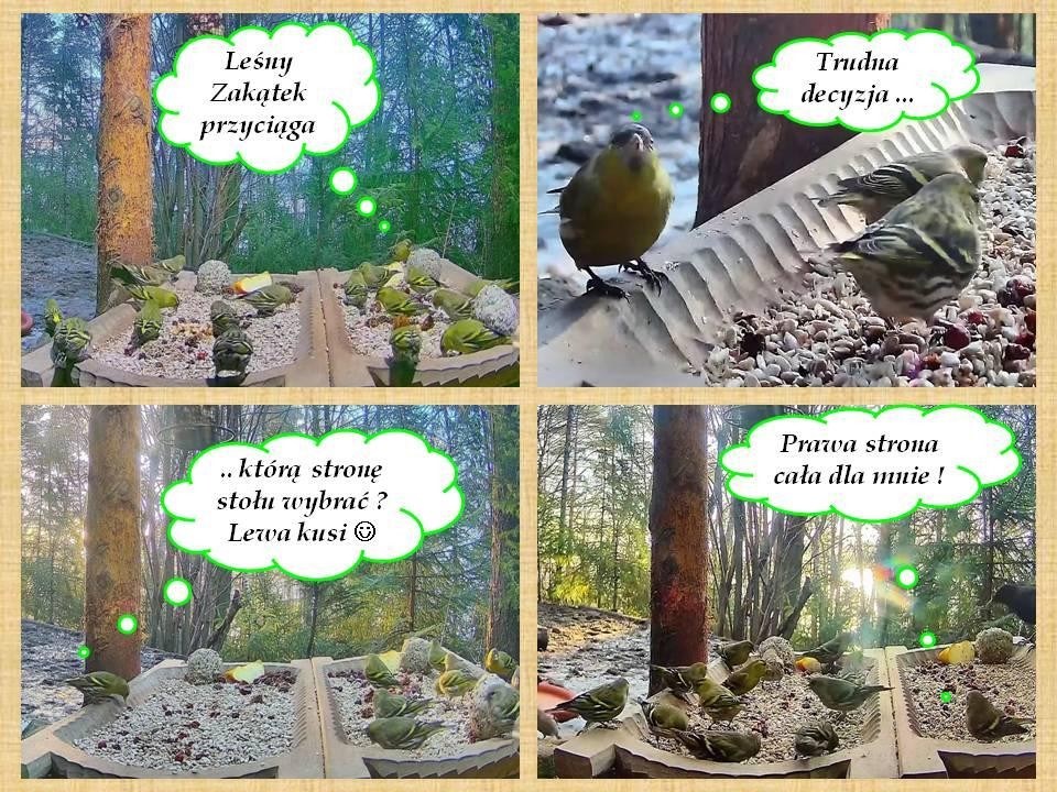 livebirdspoland_24847a59fd64346e212c7dd316b06052.jpg
