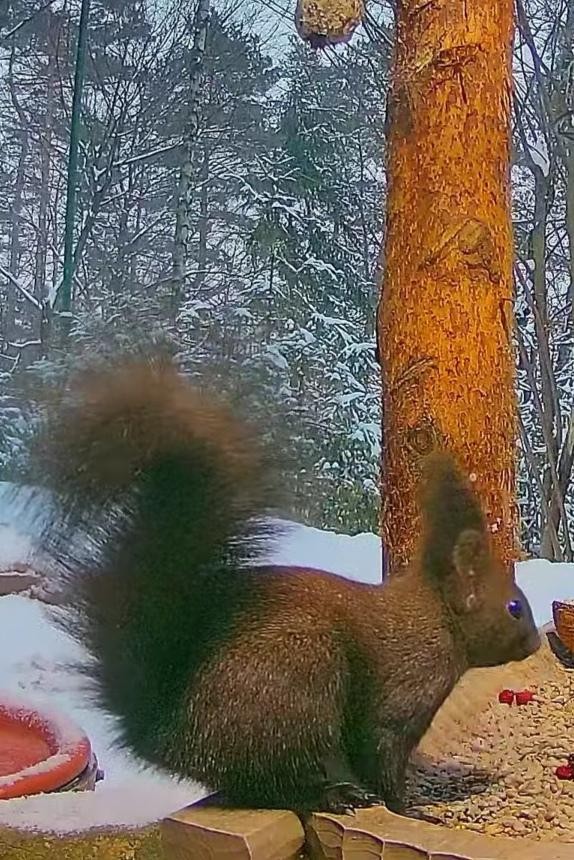 livebirdspoland_37d73ab3702396193224bca5db8500fd.jpg