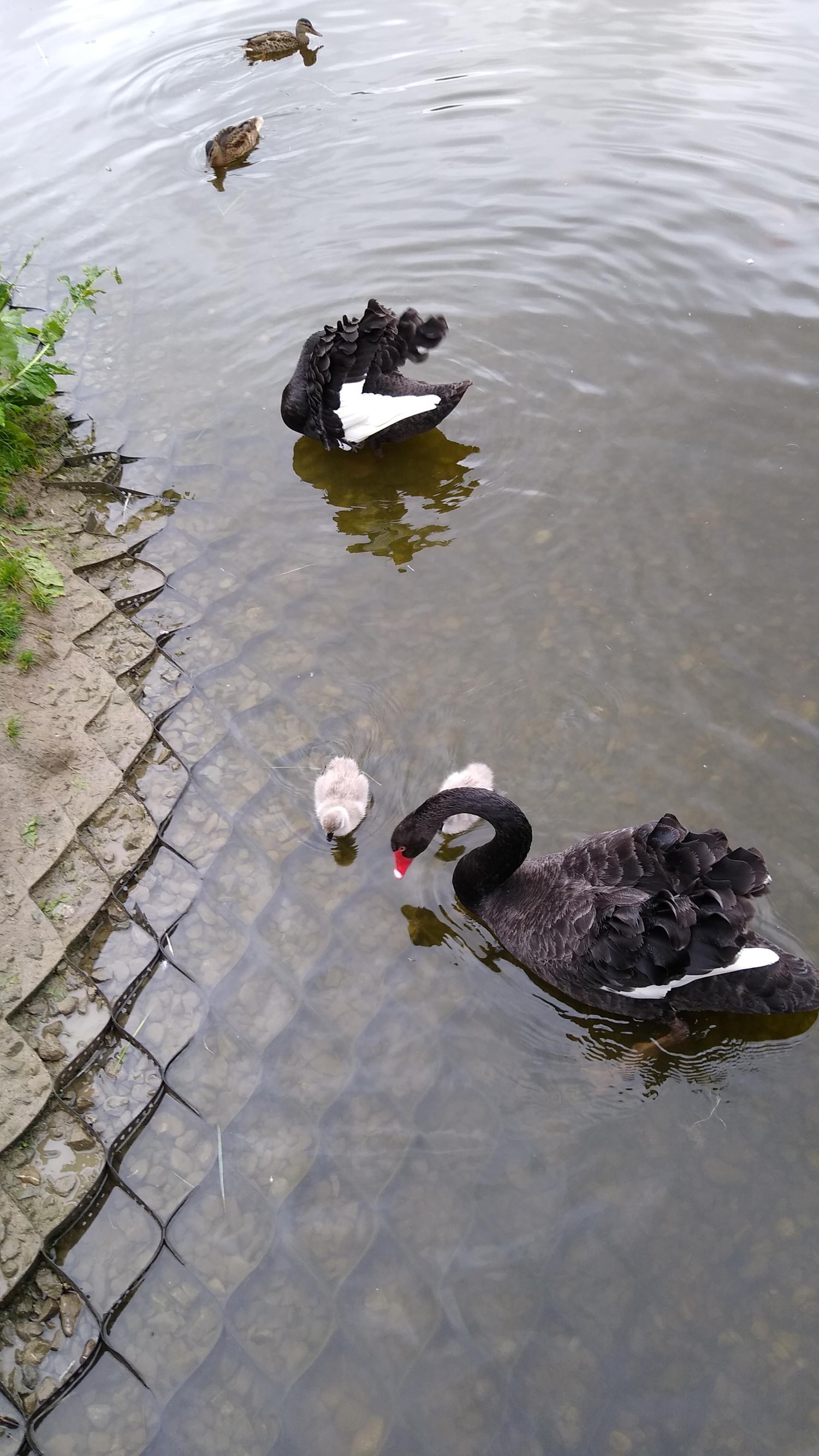livebirdspoland_191a90841299dca8d4e1b2804005c5b7.jpg