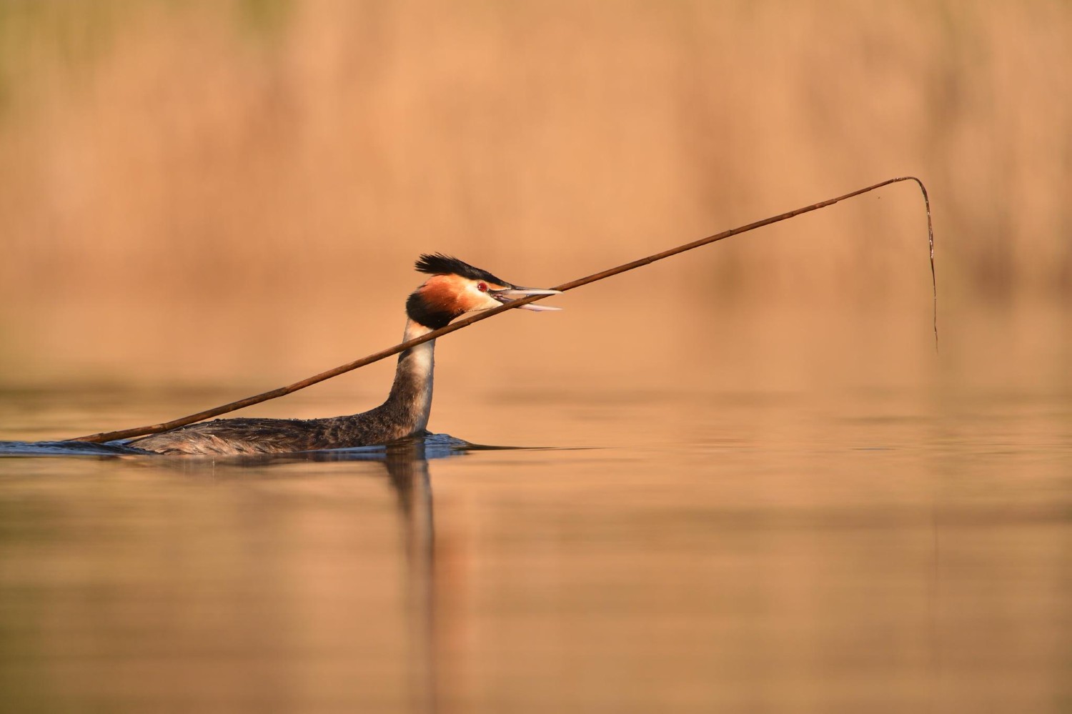 livebirdspoland_1fef33134d379ec8b63e7ff364795ec8.jpg