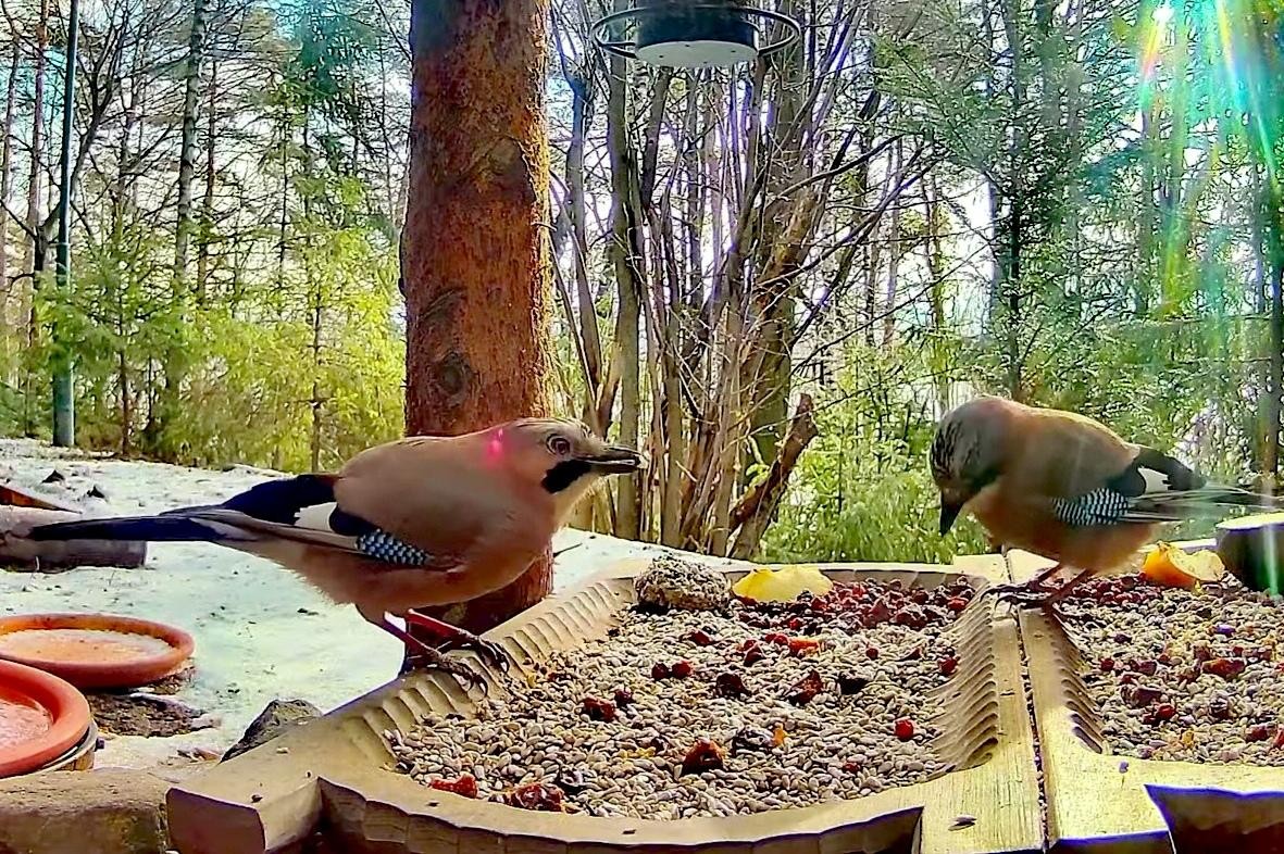 livebirdspoland_3e51f75e7a1562acc59d41064ef1a4f5.jpg