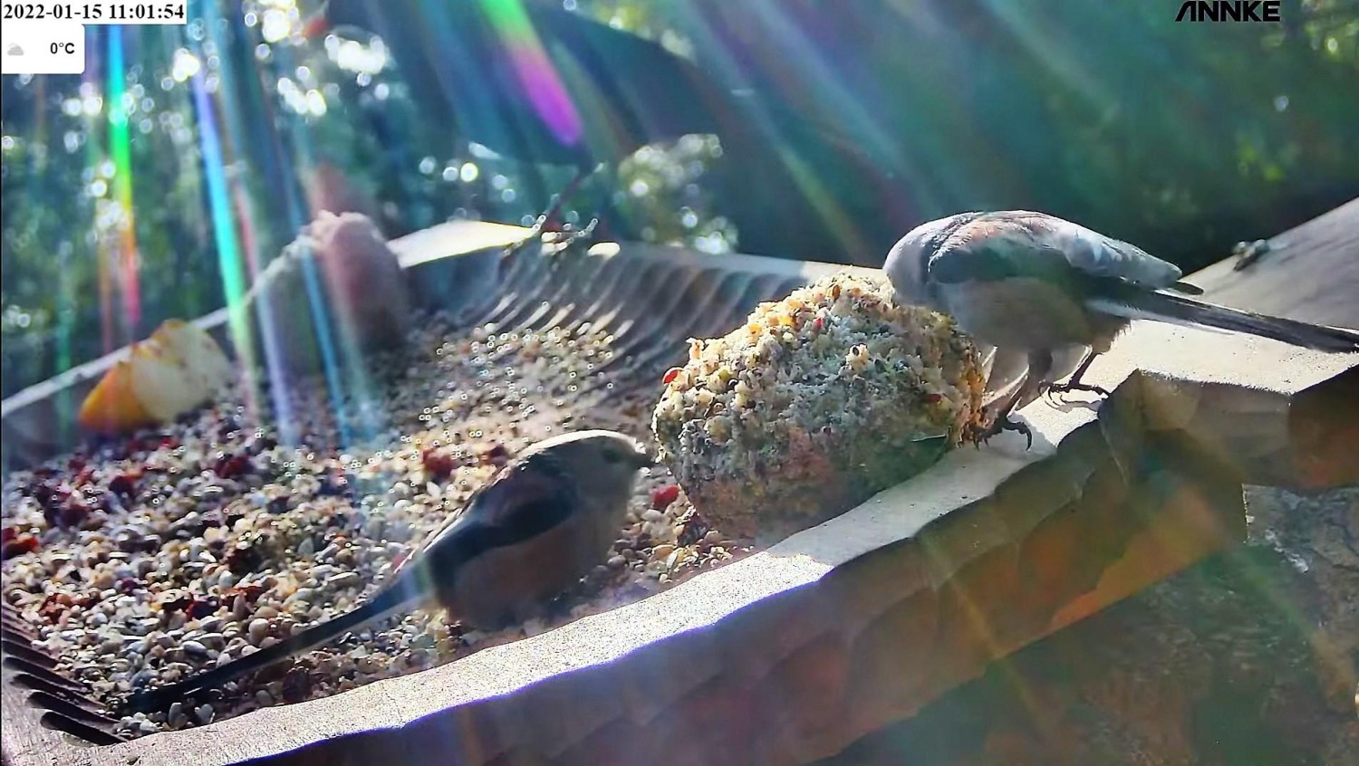 livebirdspoland_3bf2026a1625b1a48beb18fc8fbec12e.jpg