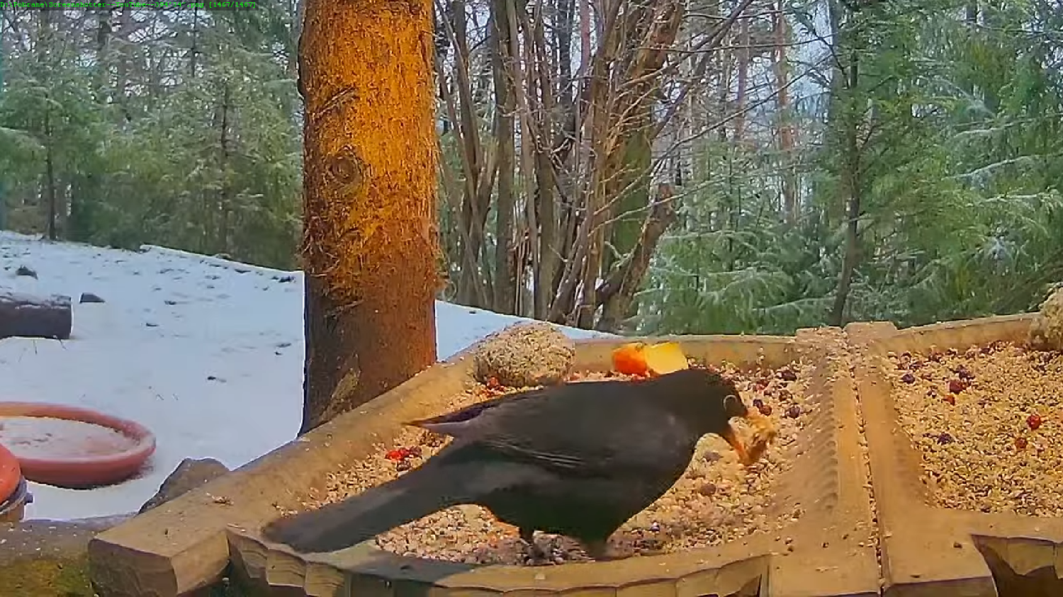 livebirdspoland_c8f33d8be50fe0412ec81a91573aa764.png