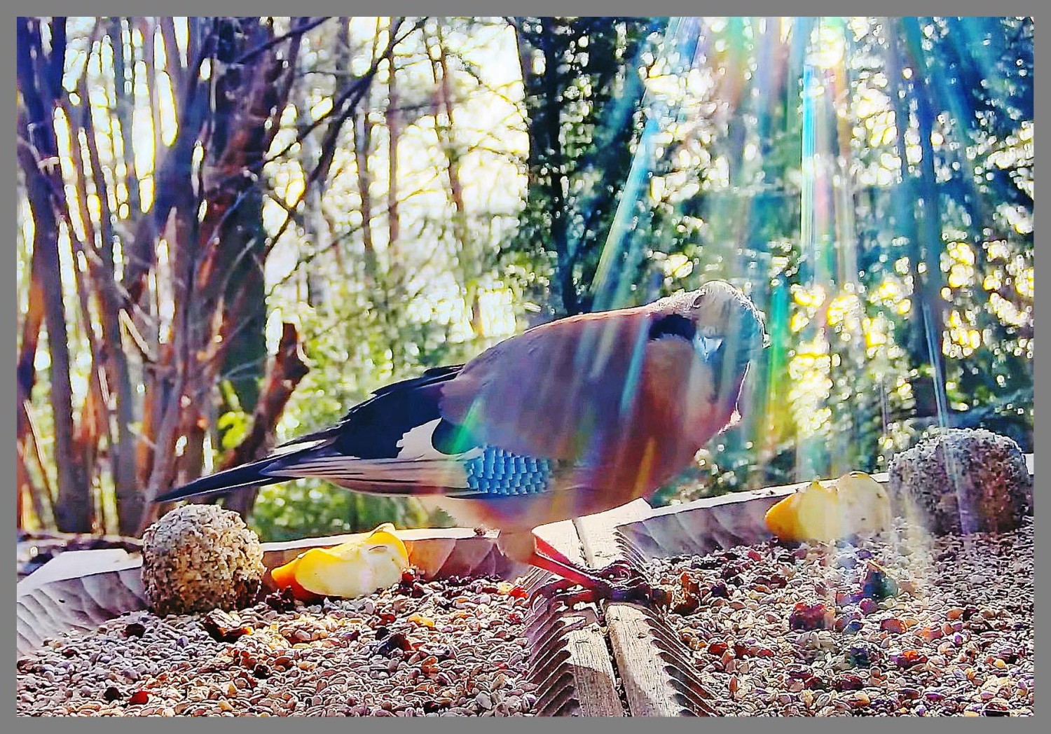 livebirdspoland_05dc9b21d98835e34f53333af5a1008d.jpg