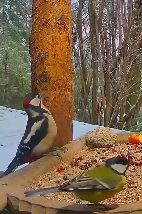 livebirdspoland_d43912bcf57489c9603d4acb70dfe3f8.jpg
